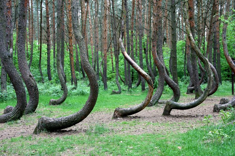 Crooked Forest-2013-05