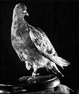 Cher Ami foi um pombo-correio do exército dos EUA na Primeira Guerra Mundial. Apesar ter sido atingido por um tiro na pata, ele entregou uma mensagem que ajudou a salvar 194 vidas.